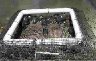 Solarium Turtle Trap